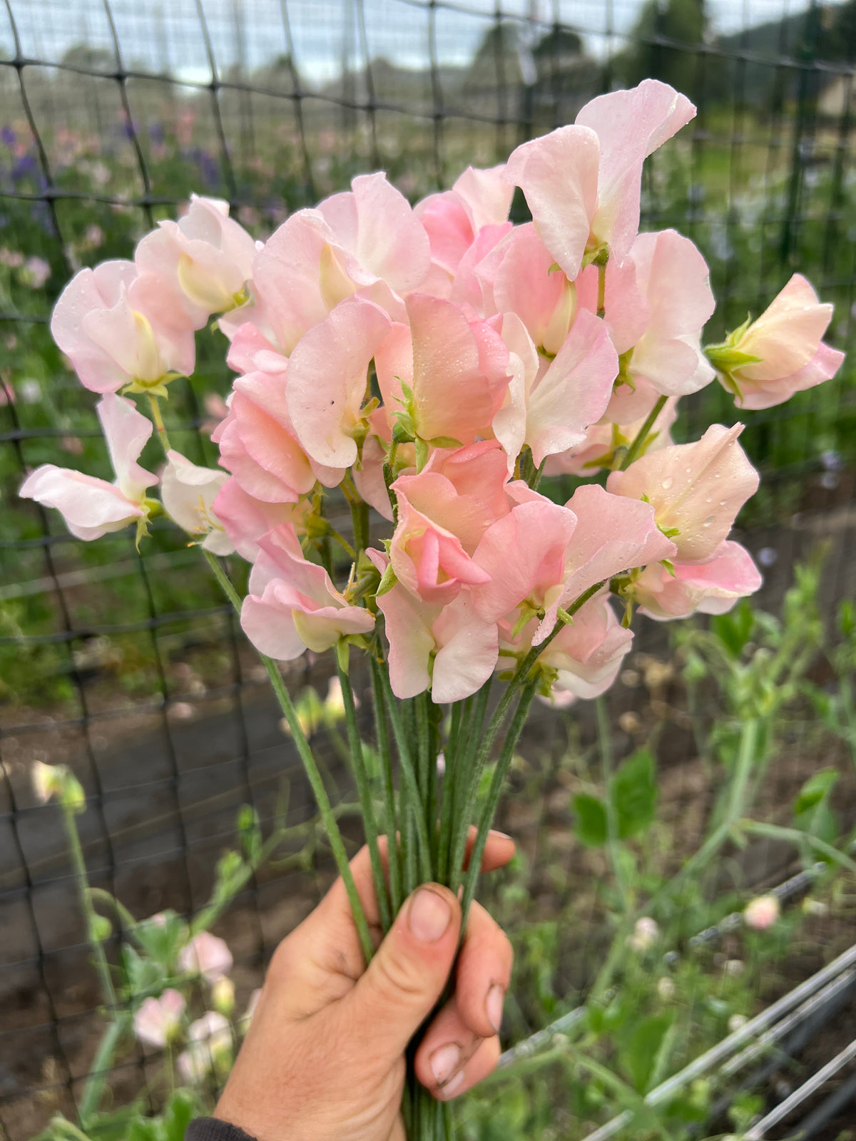 Sweet Pea 'Suzanne'