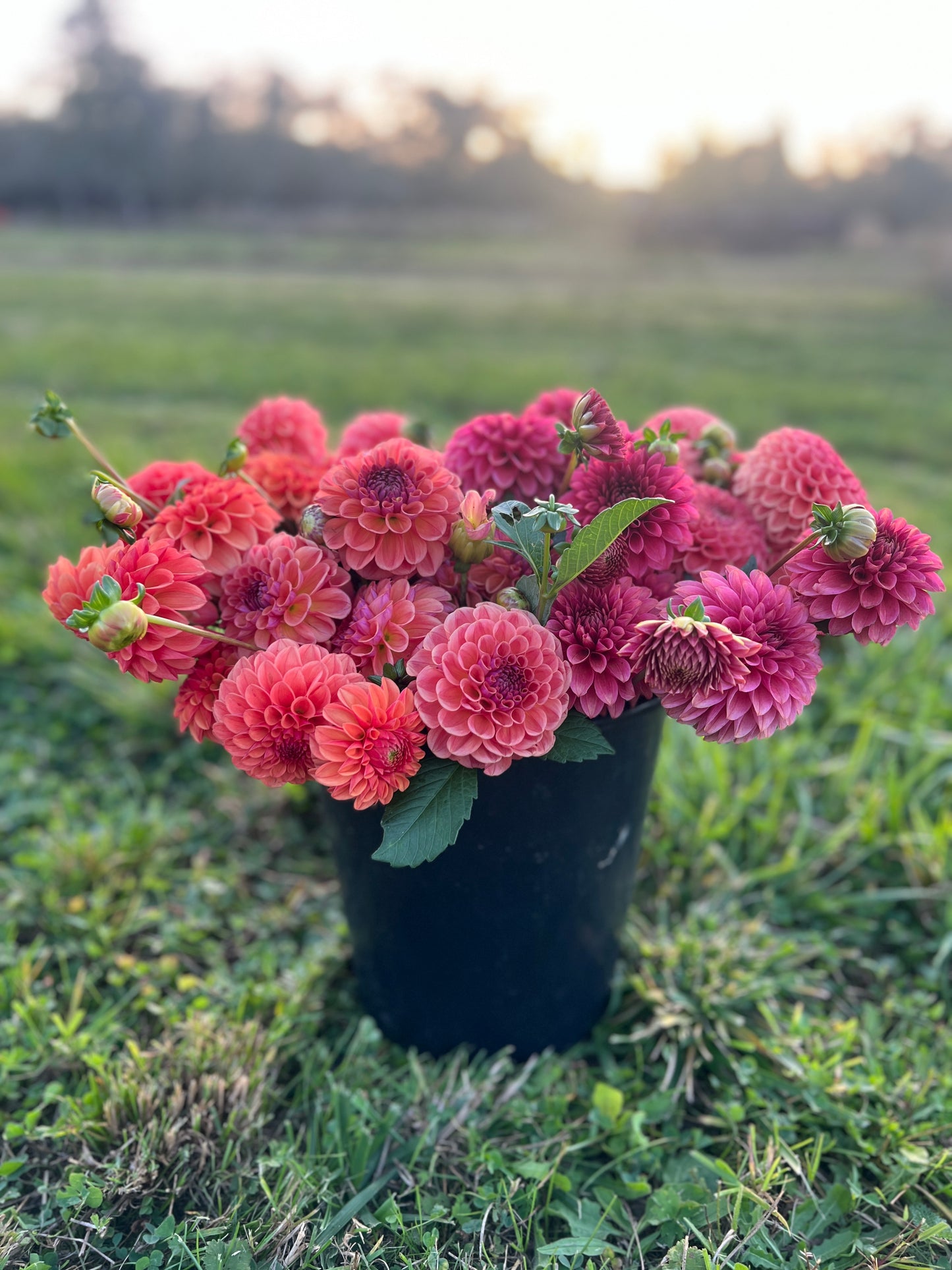 Chewy Dahlia