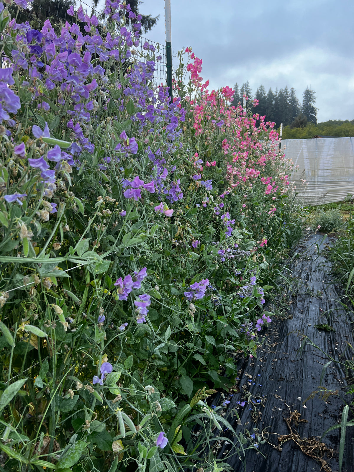 Sweet Pea 'Blue Celeste'