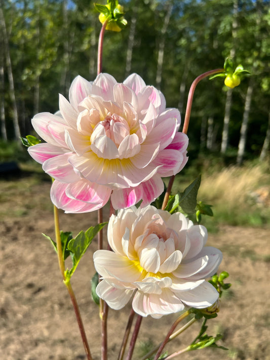 Kelgai Ann Dahlia - LIMIT 1