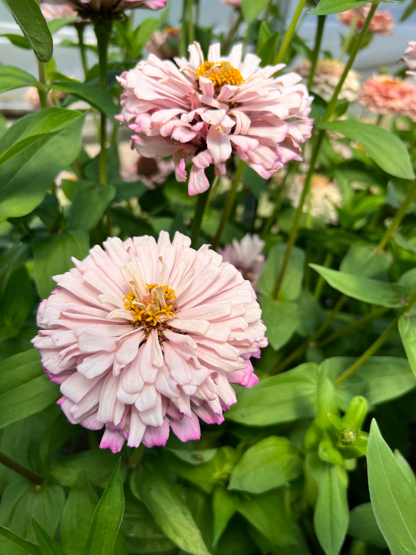 Zinnia 'Pastel Mix'