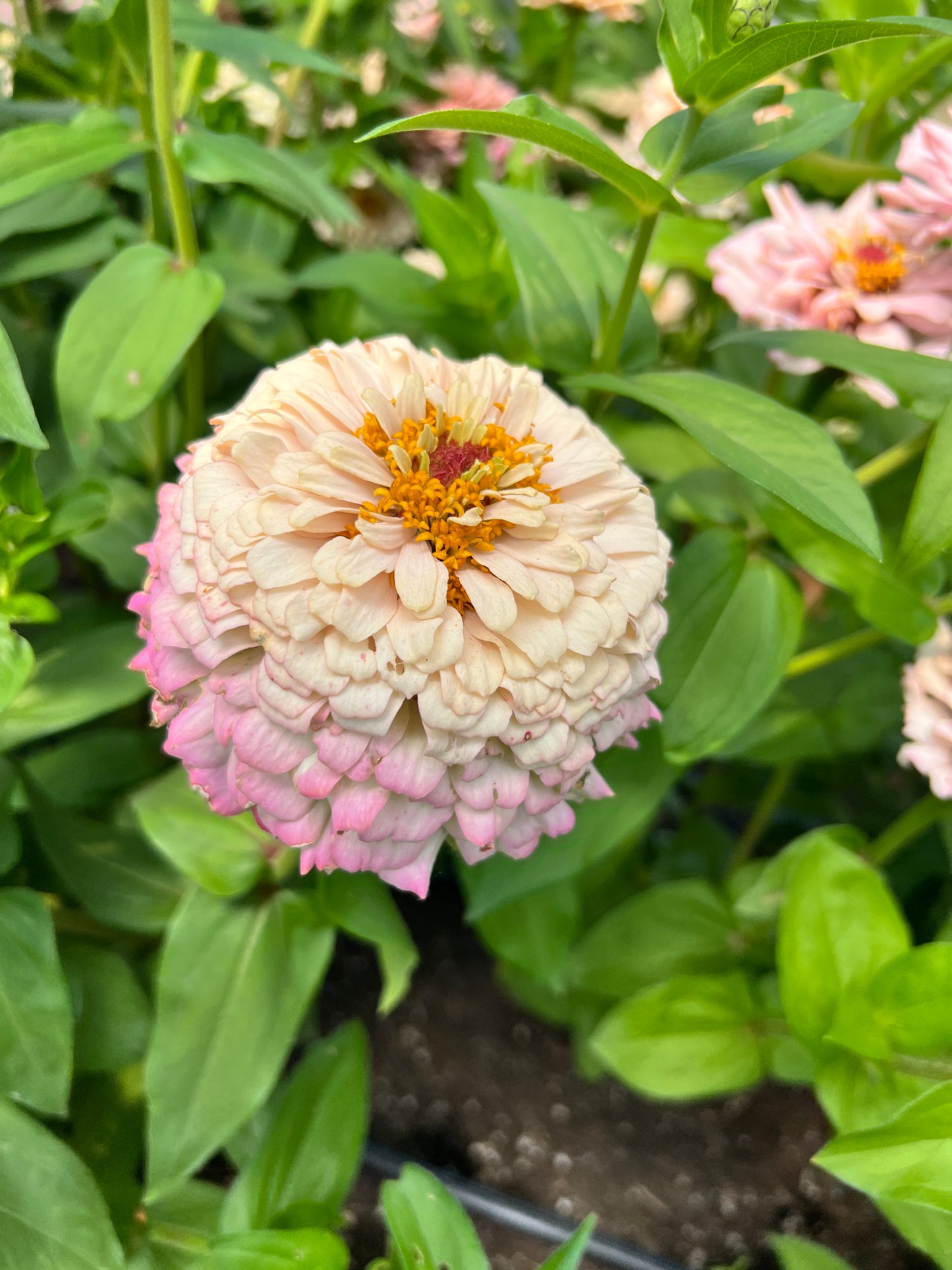 Zinnia 'Pastel Mix'