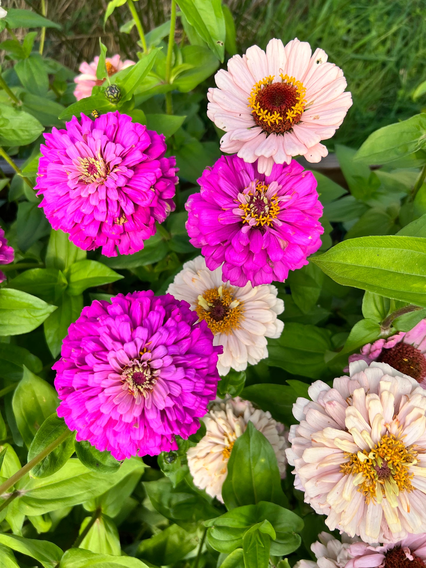 Zinnia 'Pastel Mix'