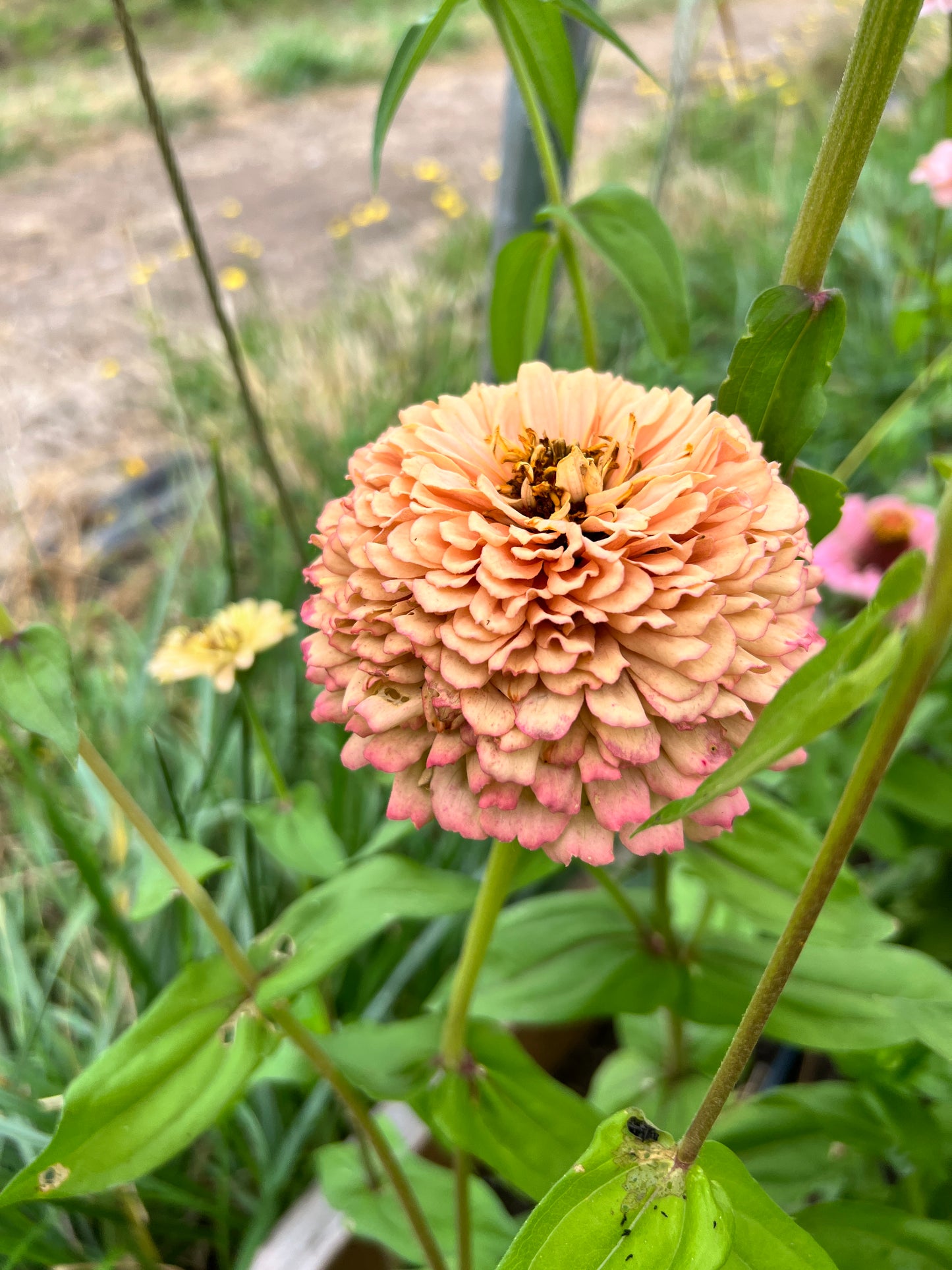 Zinnia 'Pastel Mix'