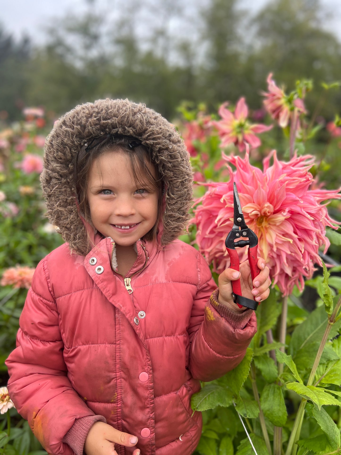 Penhill Watermelon Dahlia