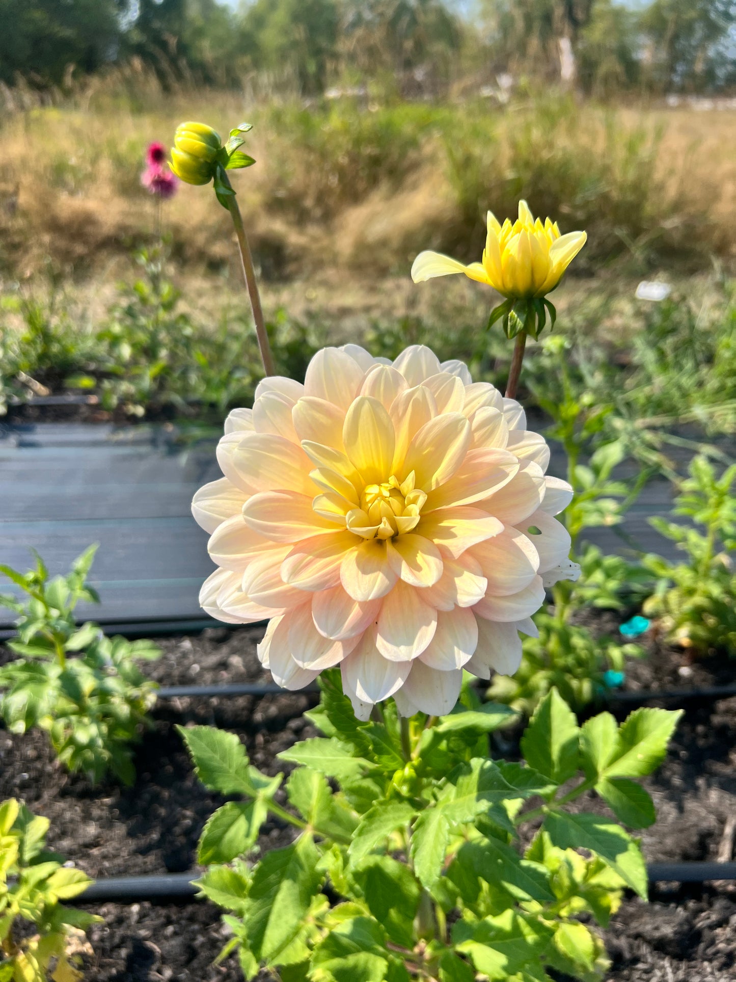 Day Dreamer Dahlia