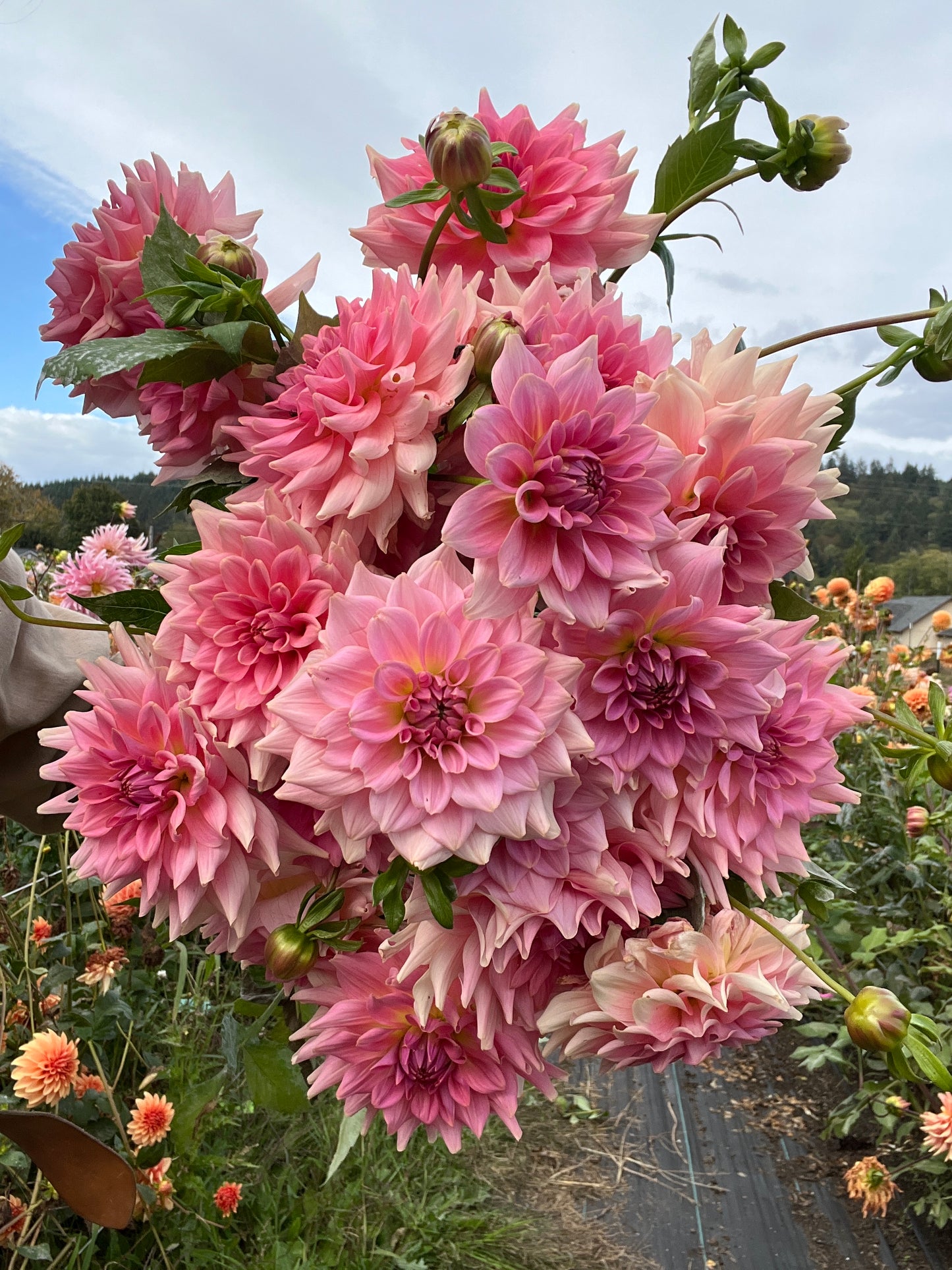 RM Fairy Wings Dahlia