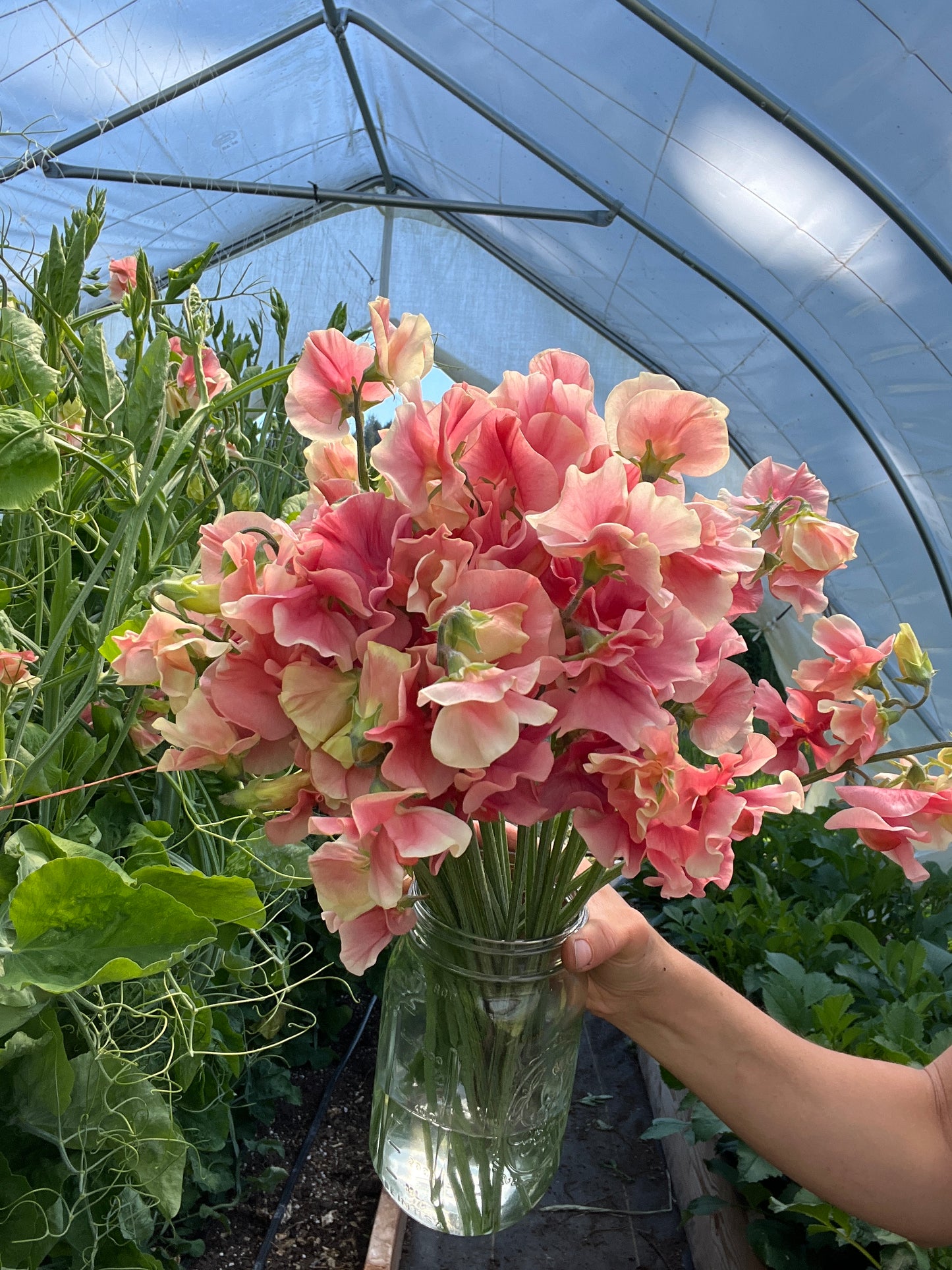 Sweet Pea King's Ransom (LIMIT 1 packet per household)