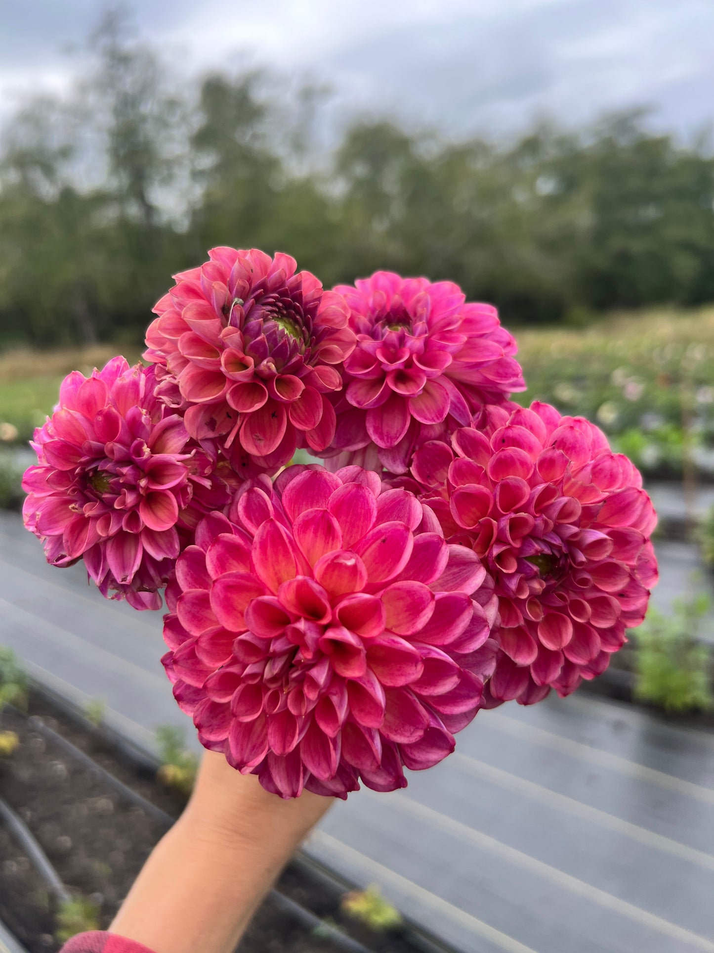 Caitlin's Joy Dahlia