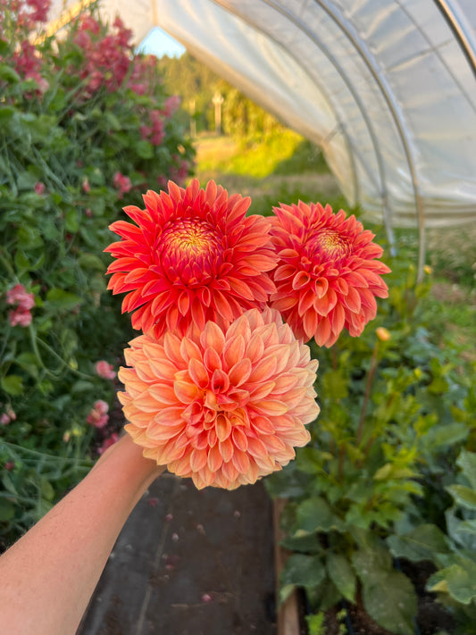 KA® Desert Rose Dahlia - Limit 1