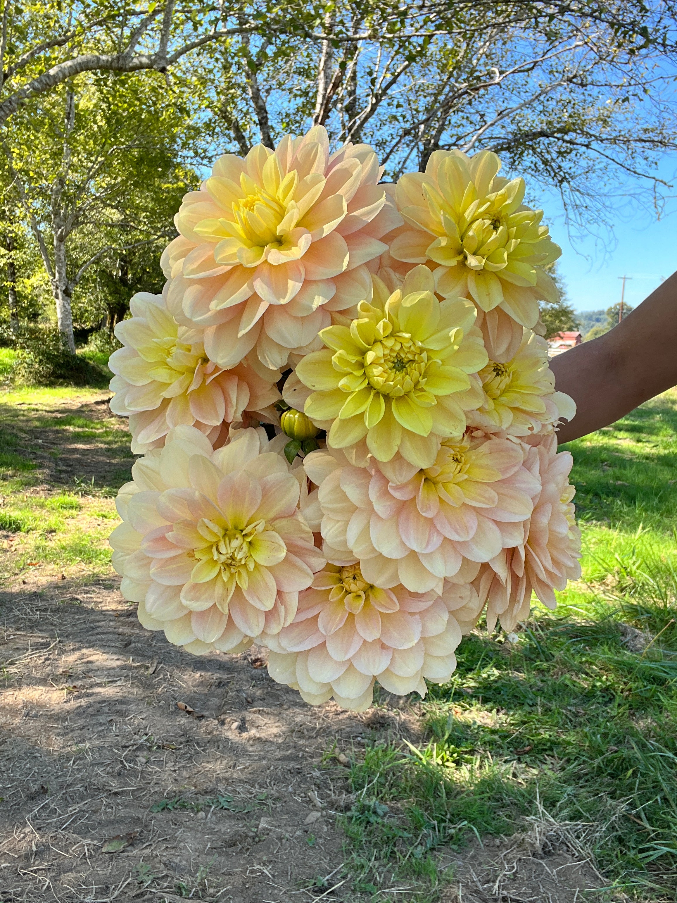 Day Dreamer Dahlia – Flower People