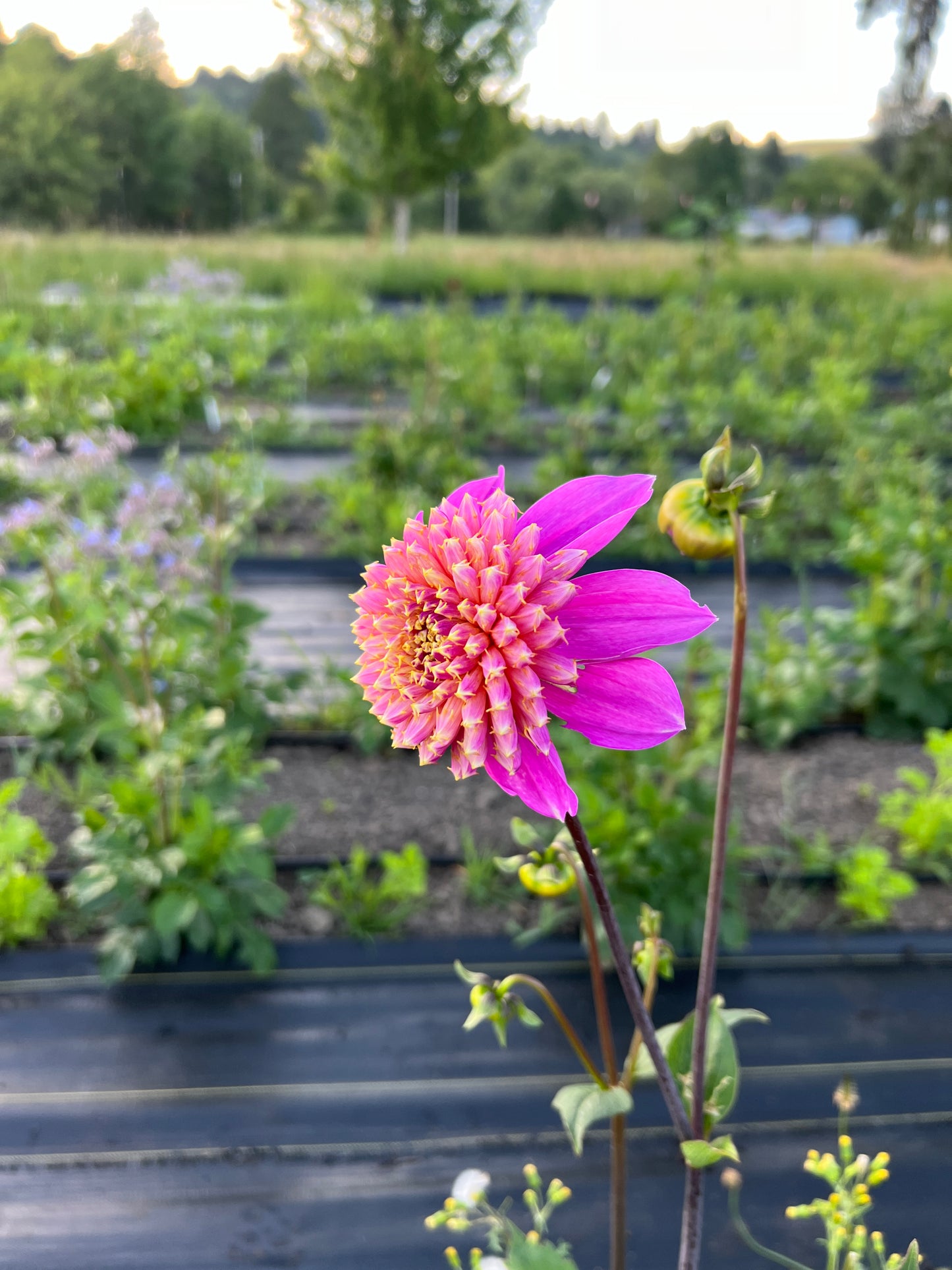 Bloomquist Ginnie Dahlia