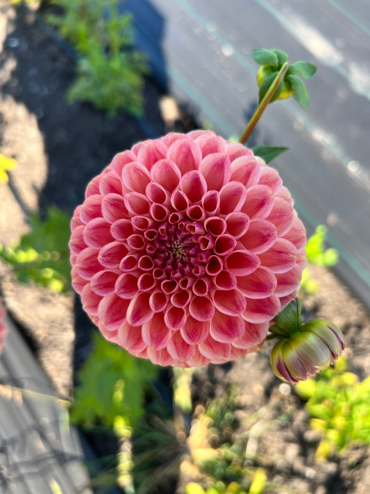Snoho Doris Dahlia