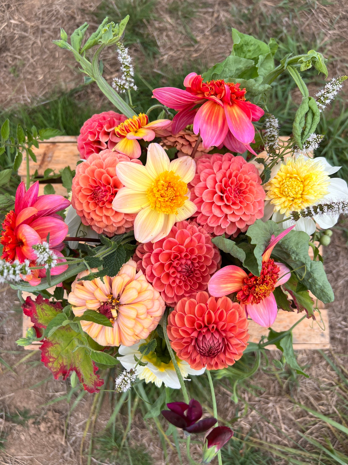 Bloomquist Golden Dahlia