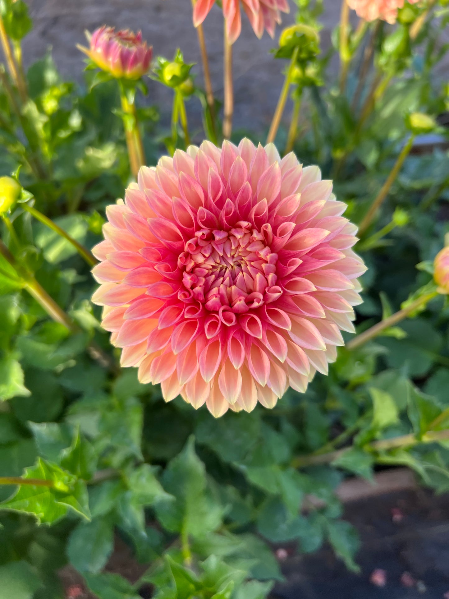 KA® Desert Rose Dahlia - Limit 1