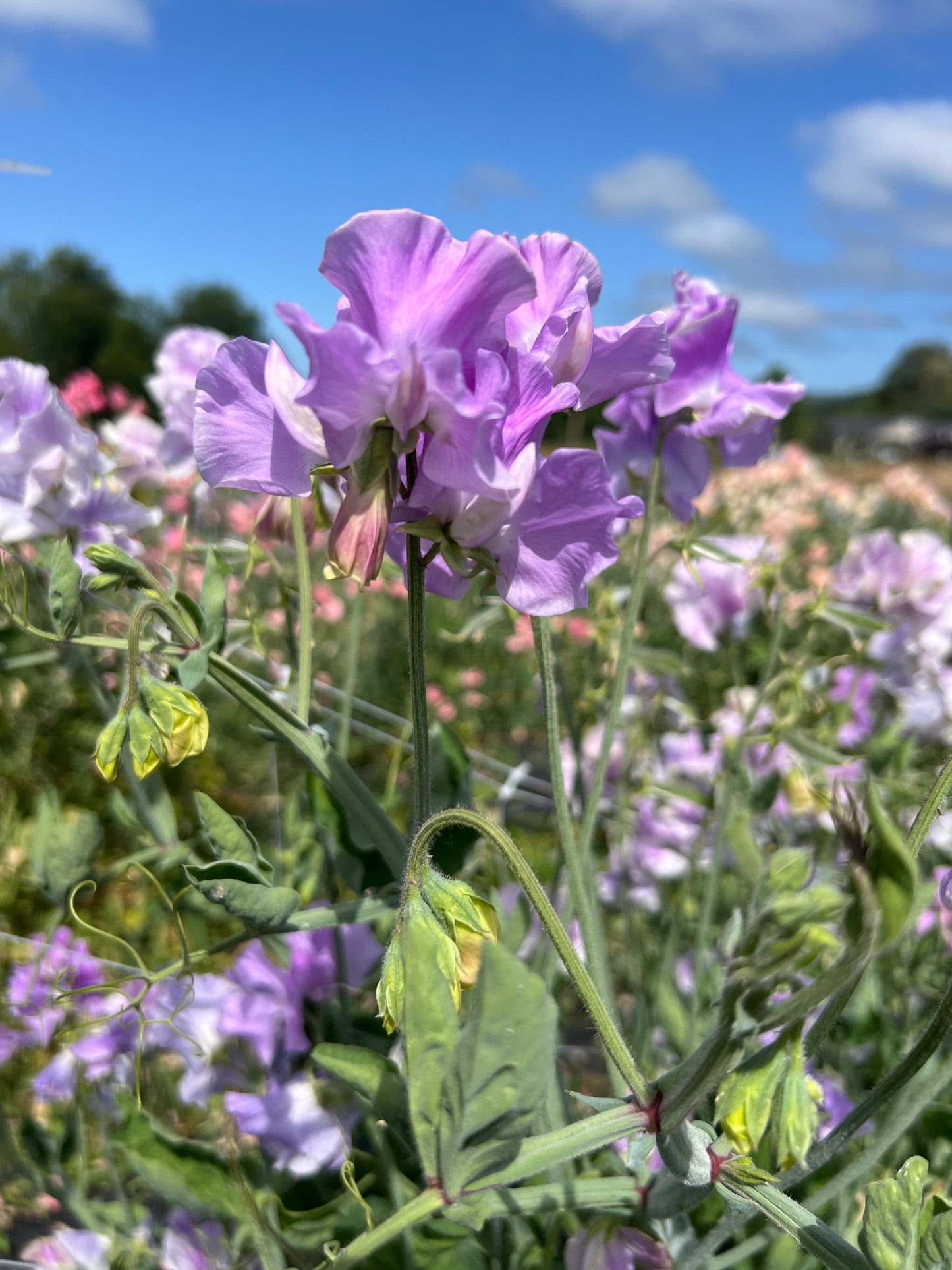 Sweet Pea 'Andrew Cavendish'