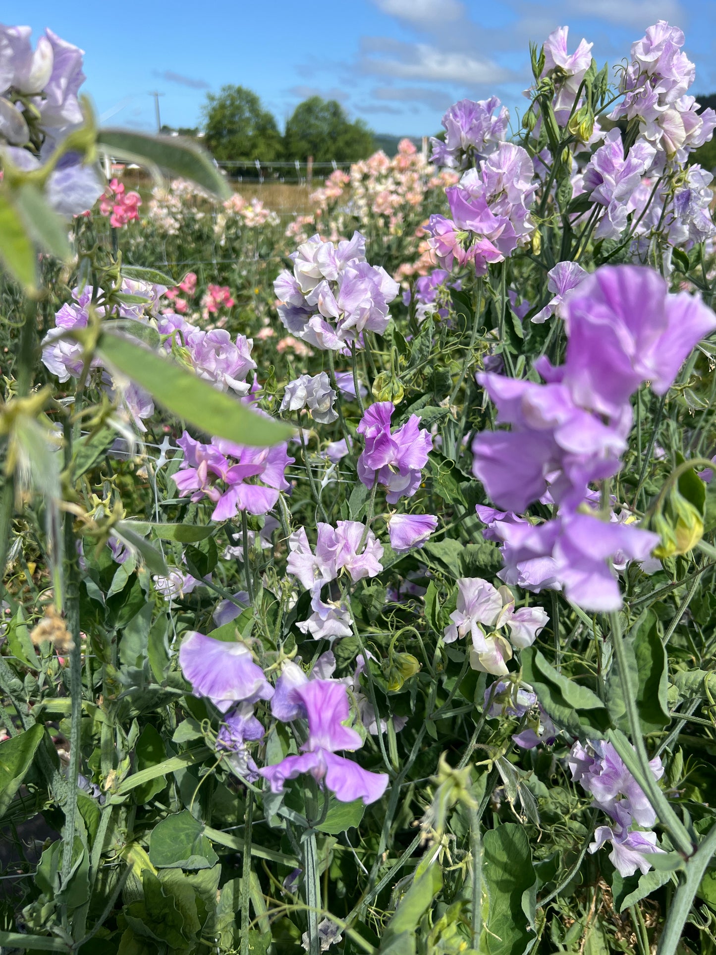 Sweet Pea 'Andrew Cavendish'