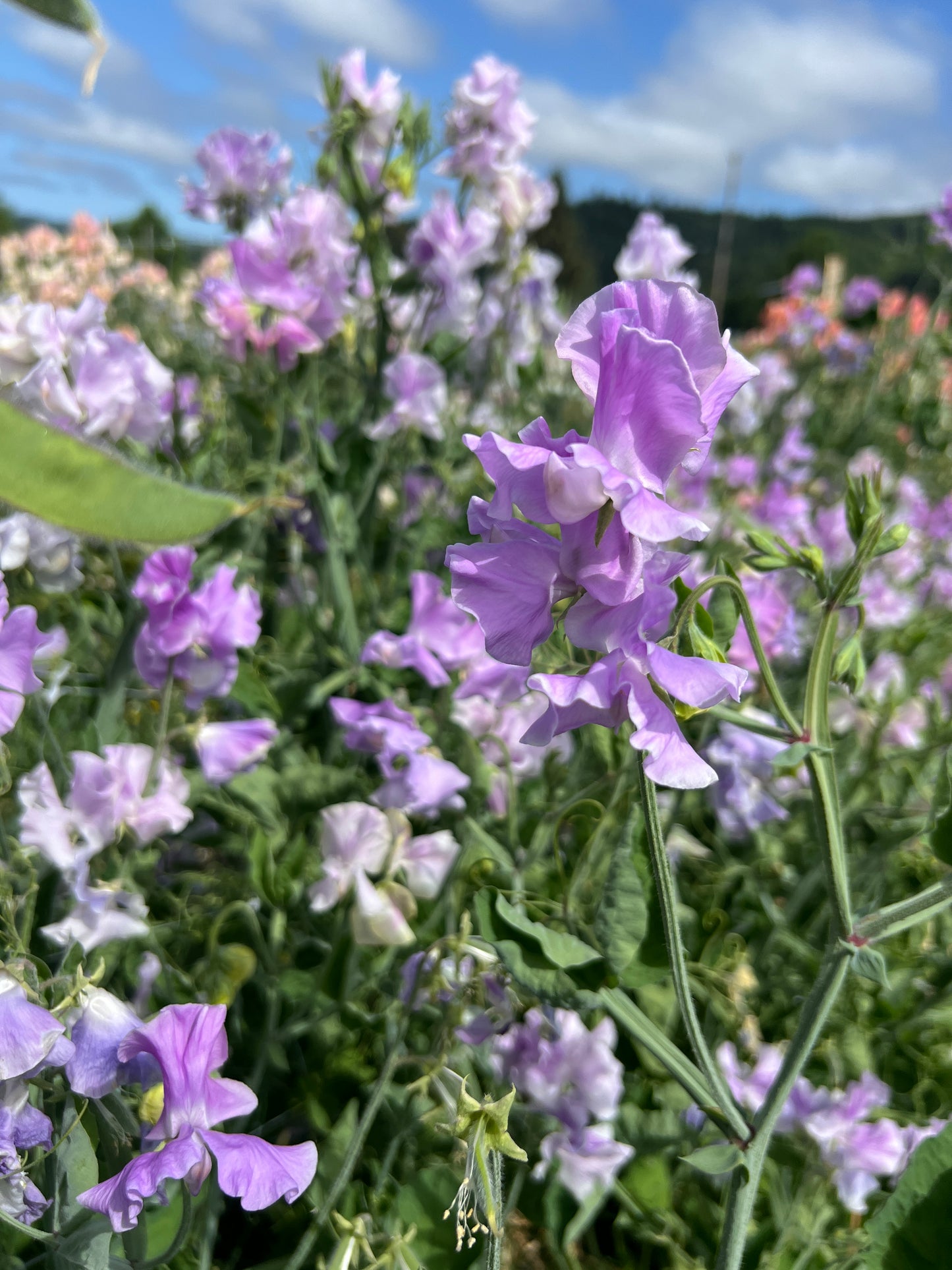 Sweet Pea 'Andrew Cavendish'