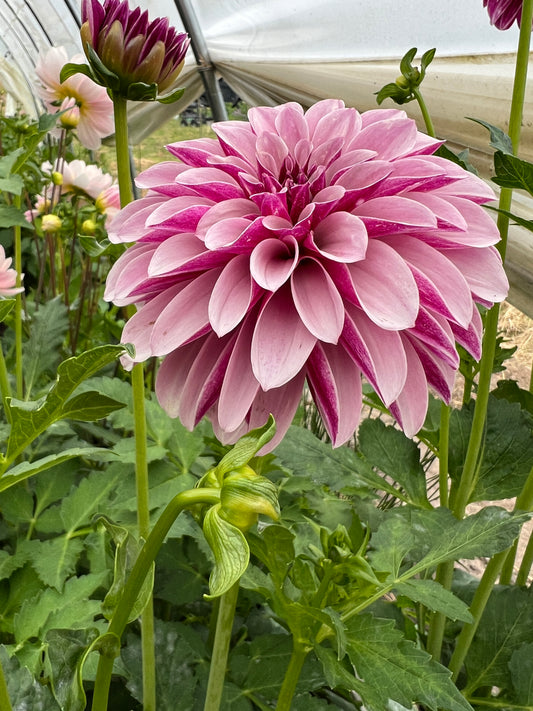 Salish Twilight Dahlia