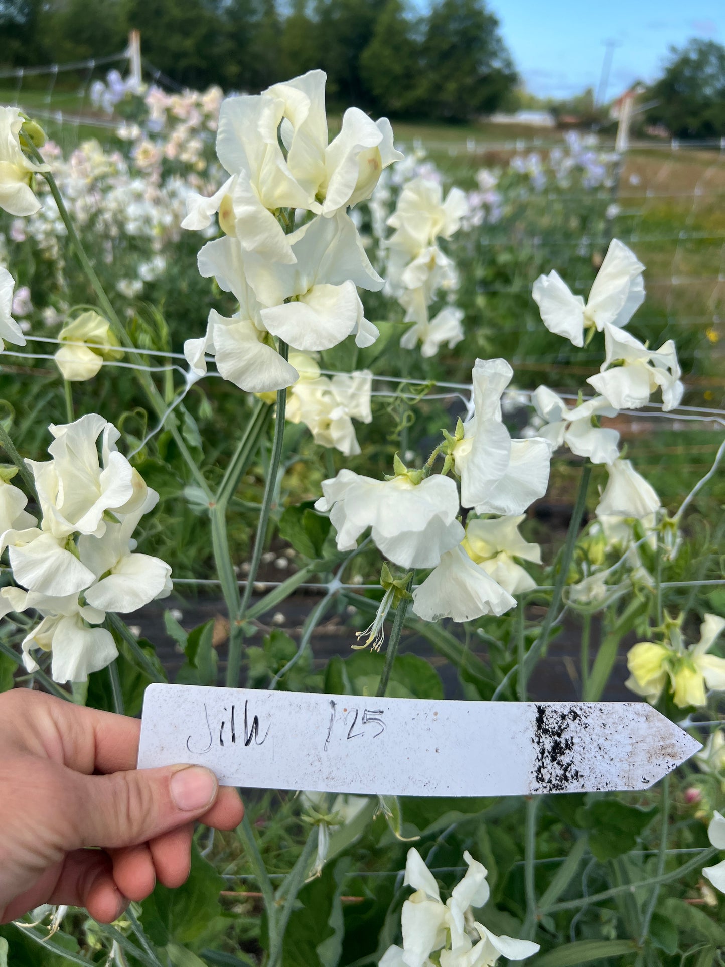 Sweet Pea 'Jilly'