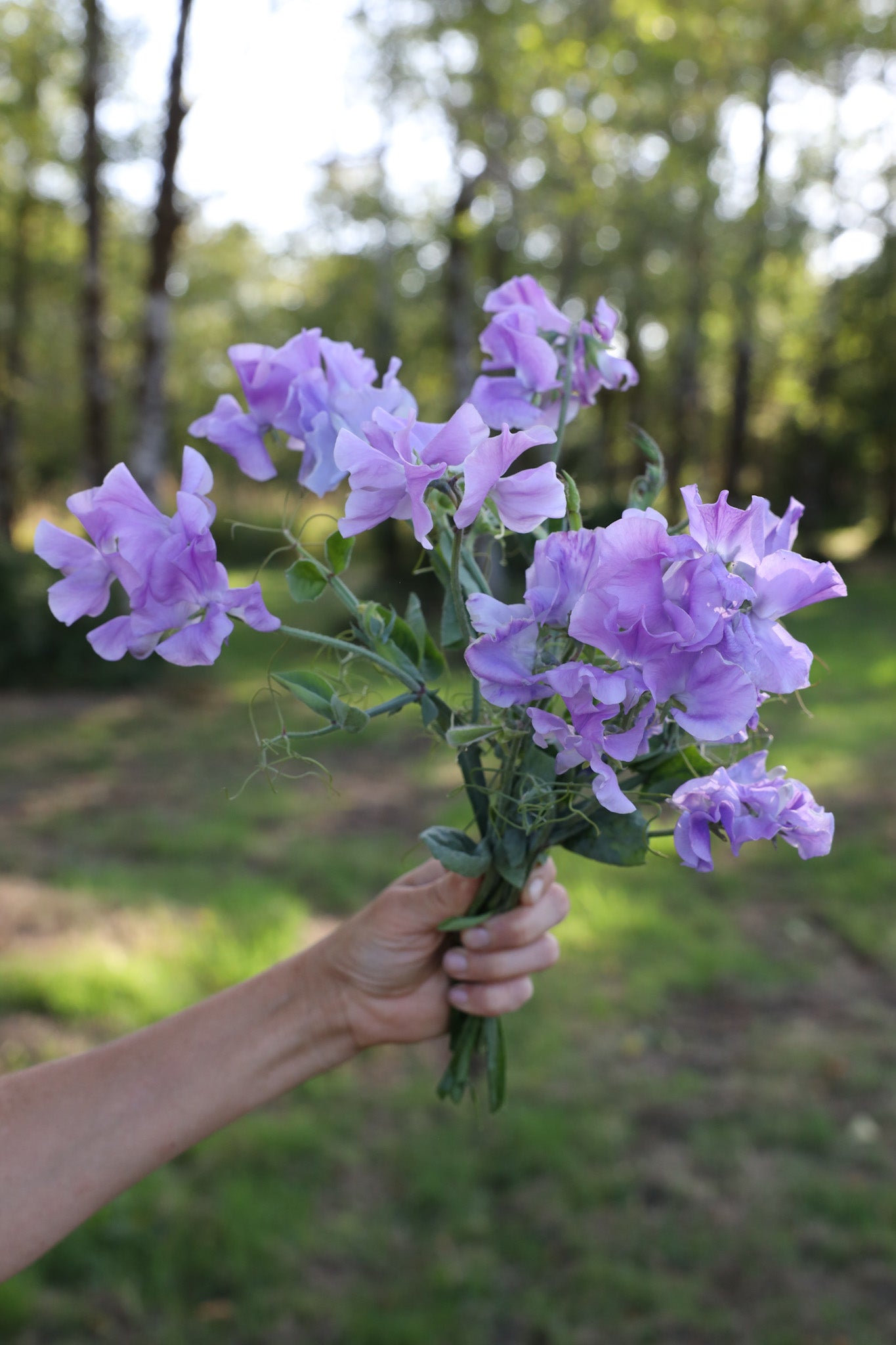 lavender pea flower Sweet Pea 'Karen Louise'