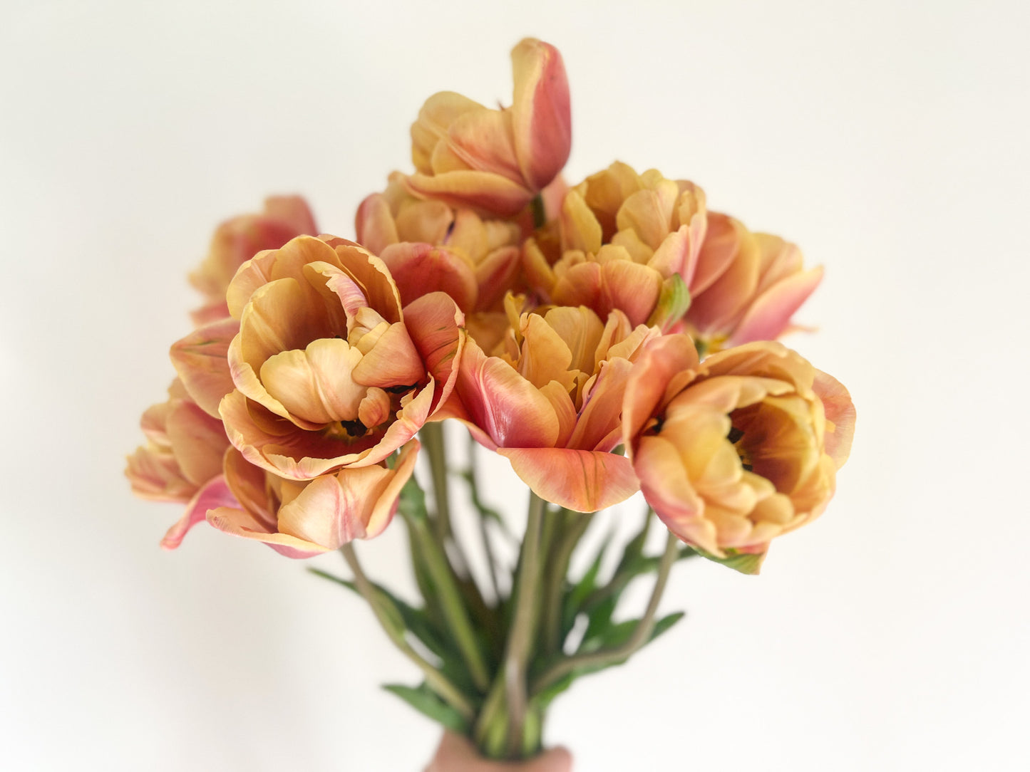 La Belle Epoque Tulip - 10 Bulbs