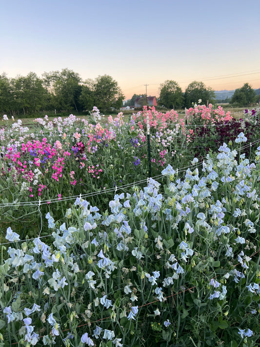 Sweet Pea 'Lunar Blue'
