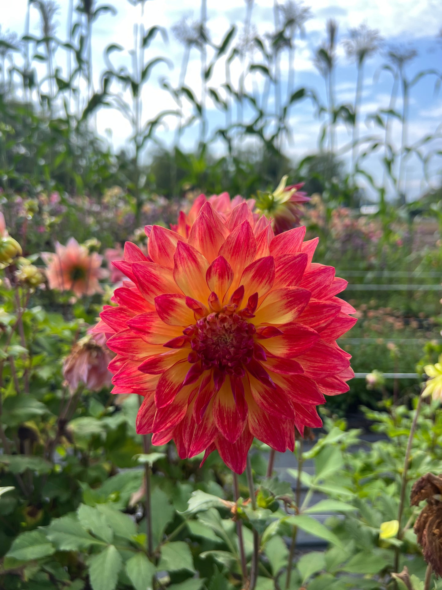 Normandy Lisanne Dahlia