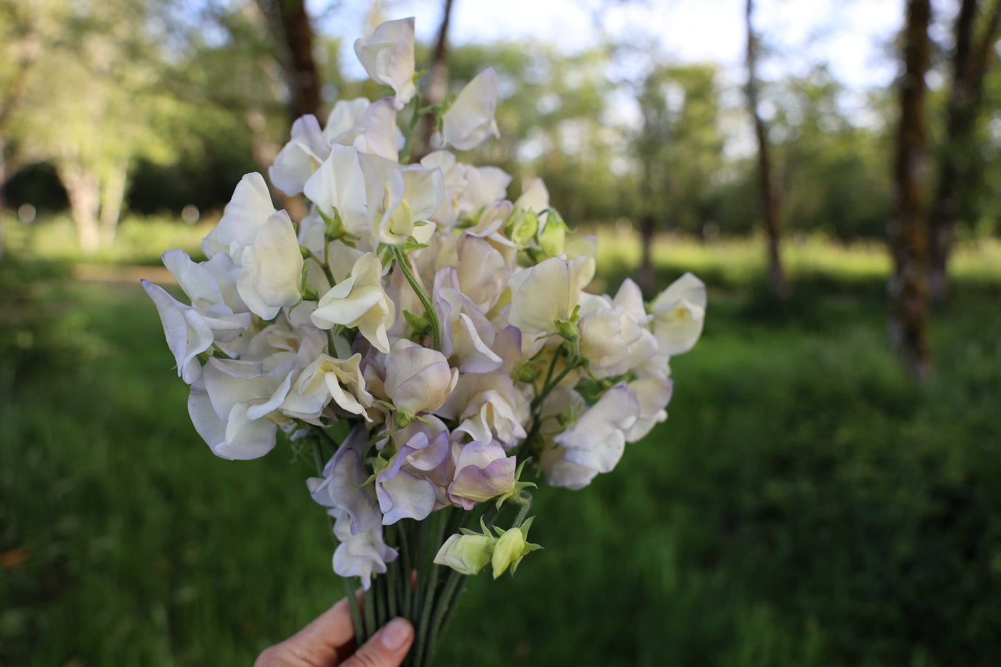 Sweet Pea 'Old Times'