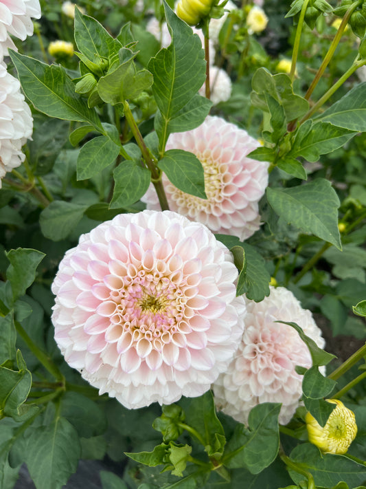 Pink Pearl Dahlia