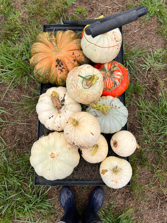 Pumpkin 'Valenciano'