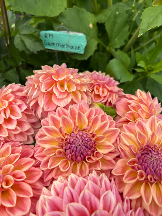 RM Summer Haze Dahlia