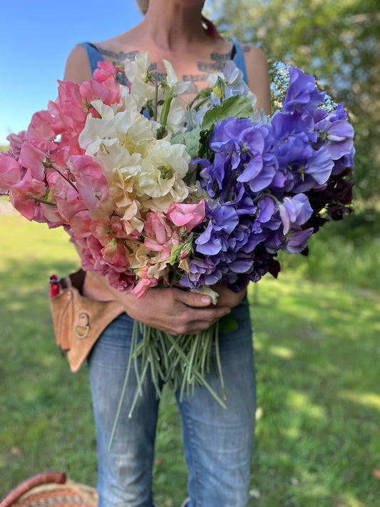 Sweet Pea 'Rainbow Mix'