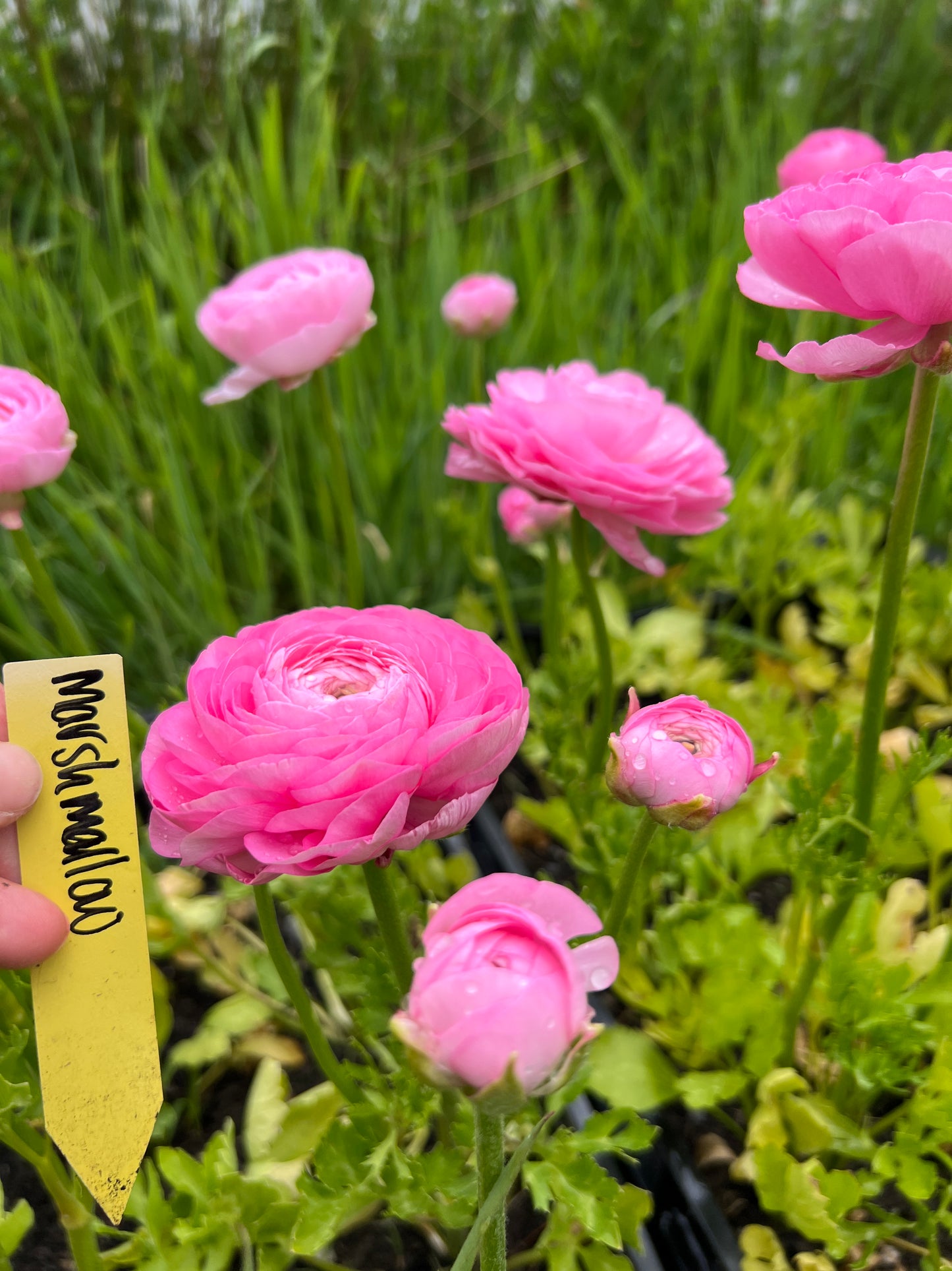 Ranunculus Half Clone Marshmallow - 15 corms