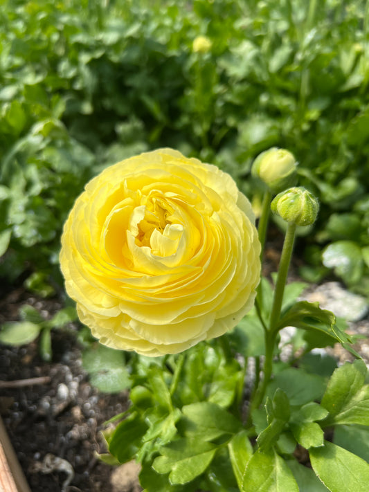 Ranunculus Amandine Cream - 20 corms