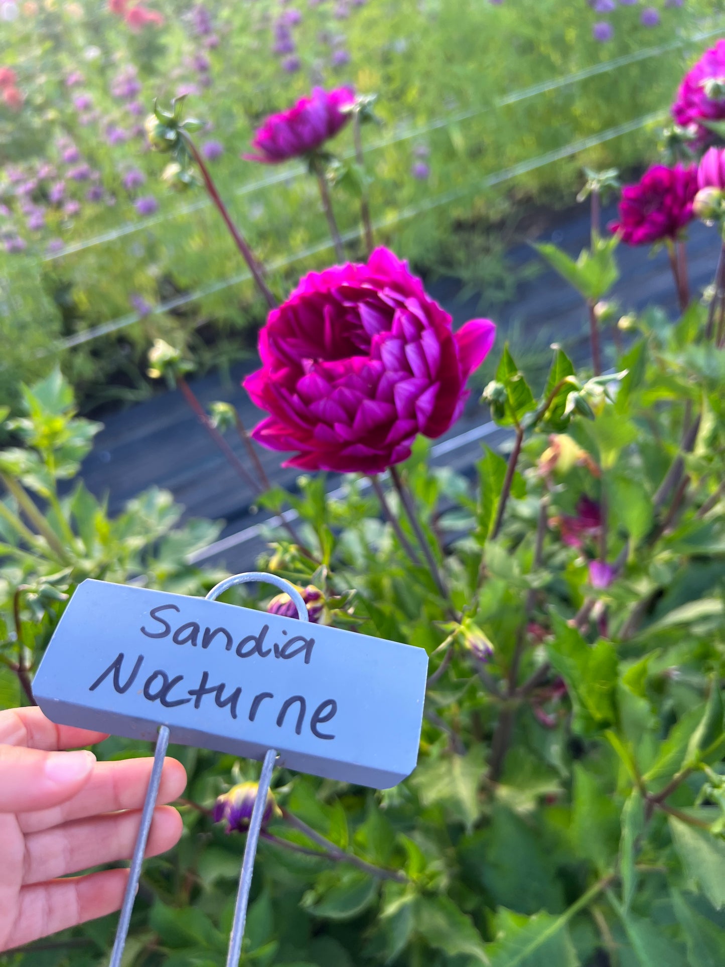 Sandia Nocturne Dahlia
