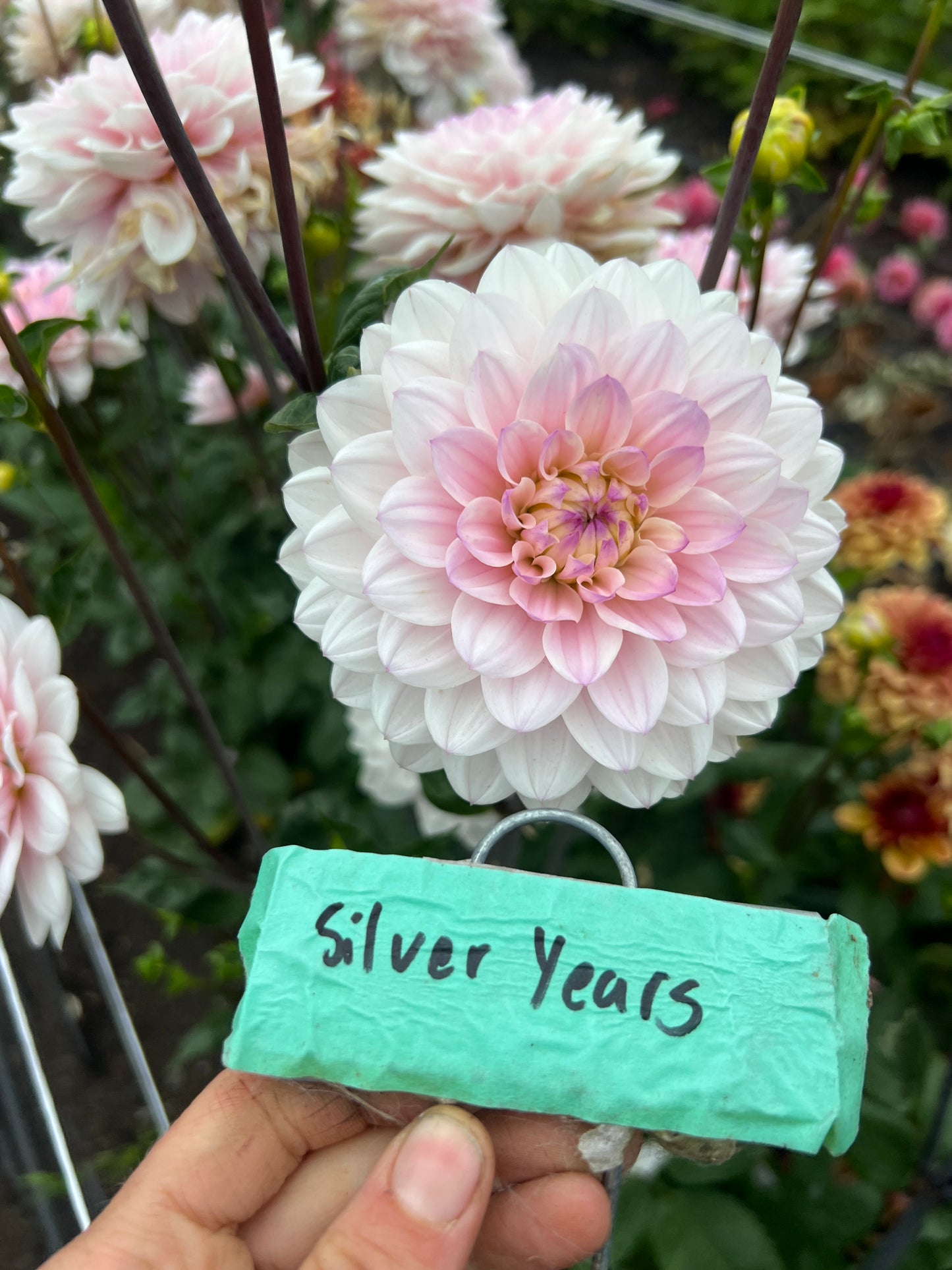 Silver Years Dahlia