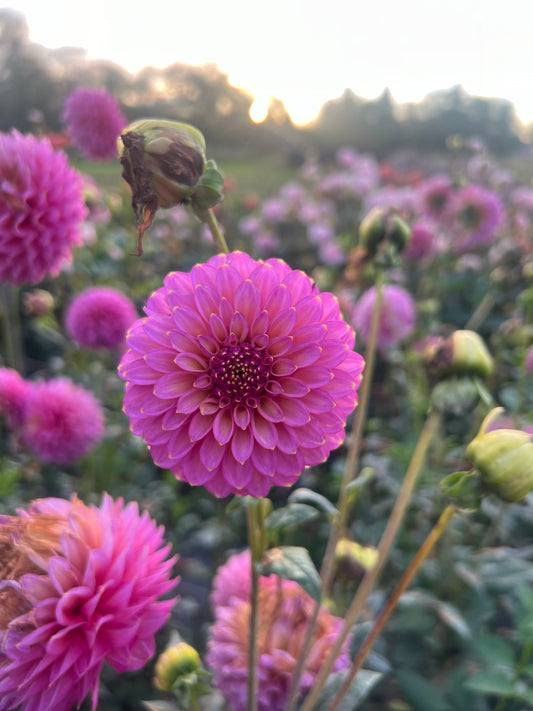 Skipley Spot of Gold Dahlia