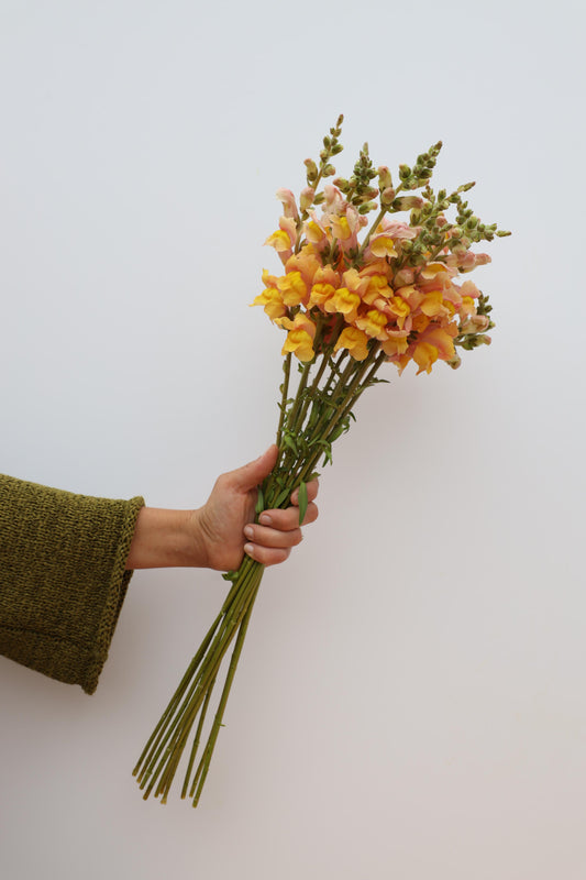 Snapdragon ‘Costa Apricot’