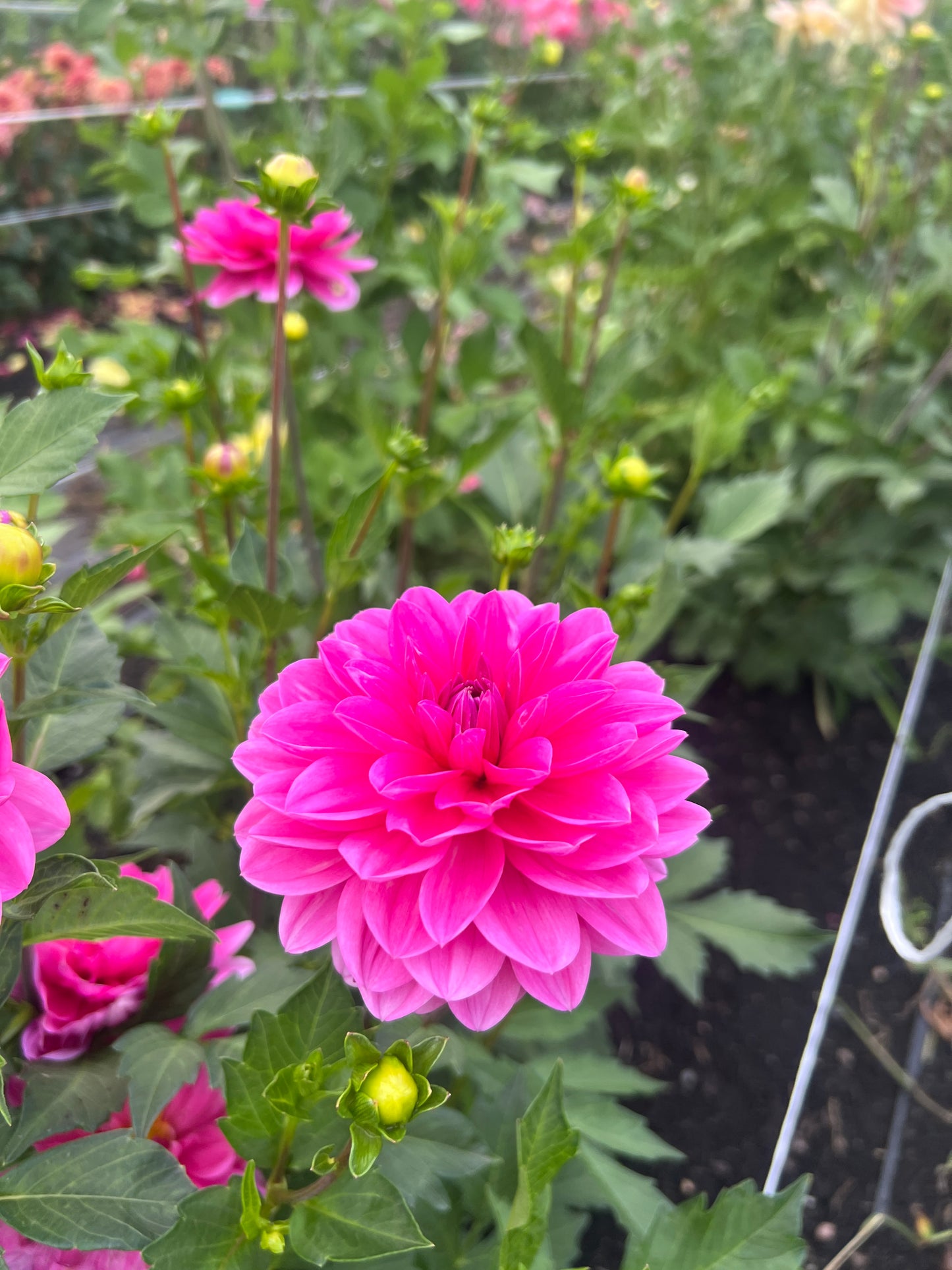 Stella J Dahlia