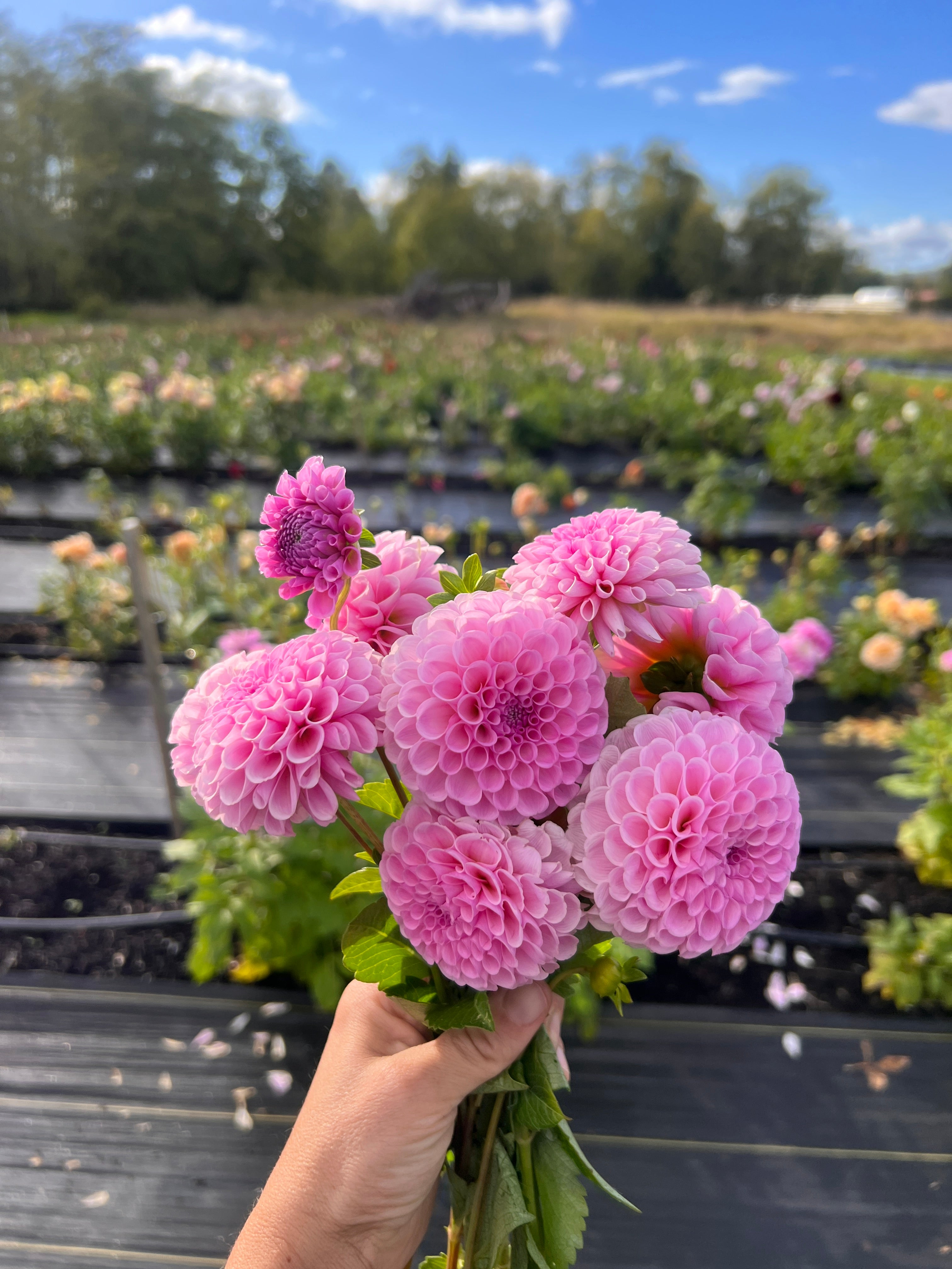 Stolze von Berlin Dahlia – Flower People