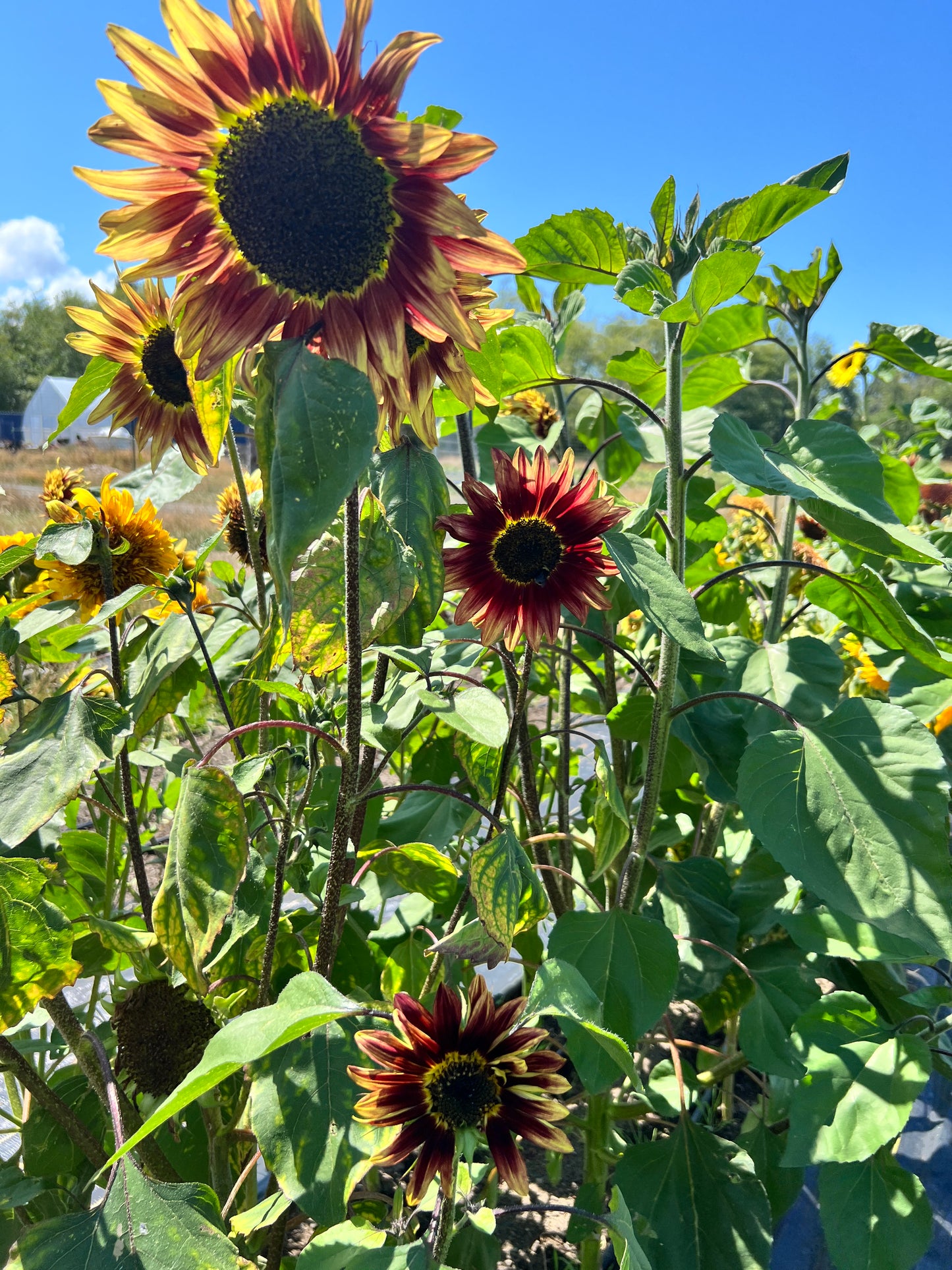 Sunflowers Mix