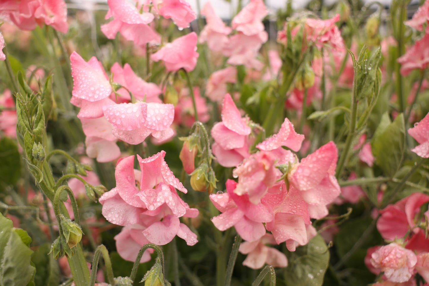 Sweet Pea 'Susan Burgess'