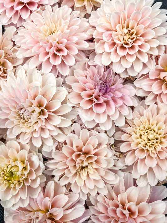 Sweet Nathalie Dahlia