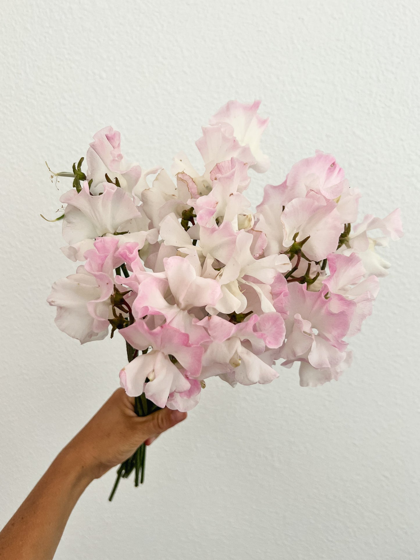 Sweet Pea 'Anniversary'