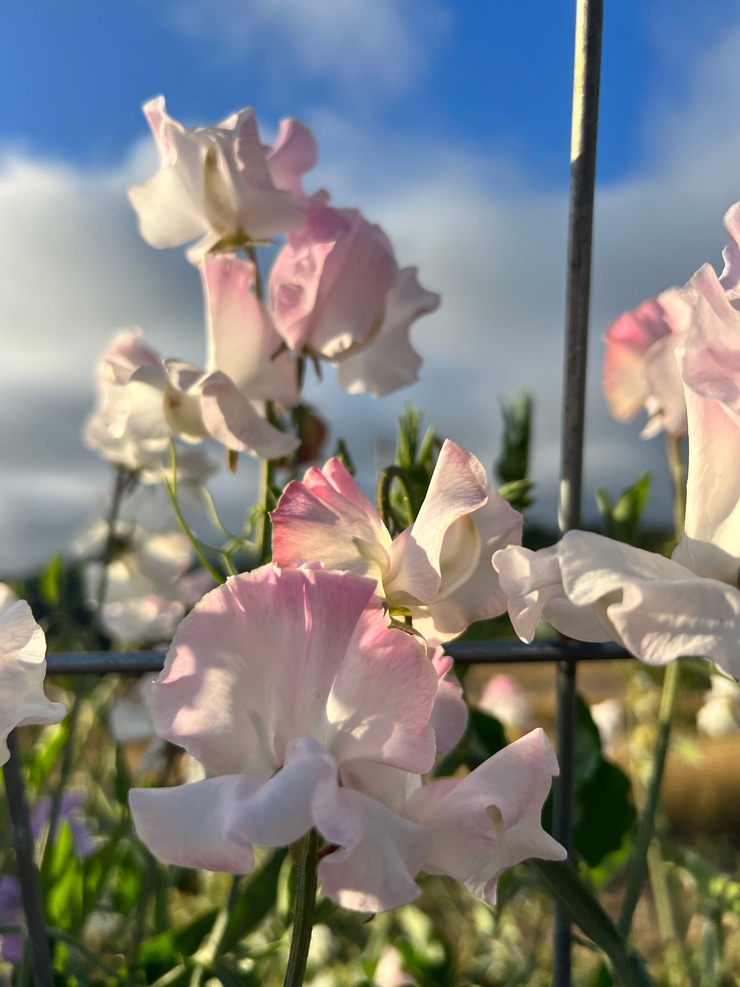 Sweet Pea 'Anniversary'
