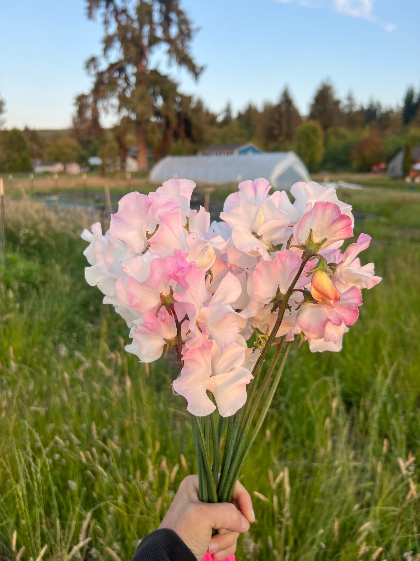 Sweet Pea 'Anniversary'