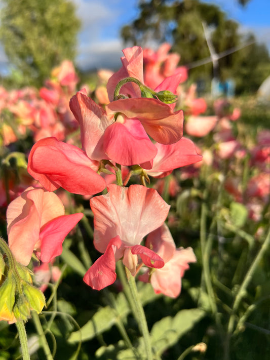 Sweet Pea 'Candy Floss'