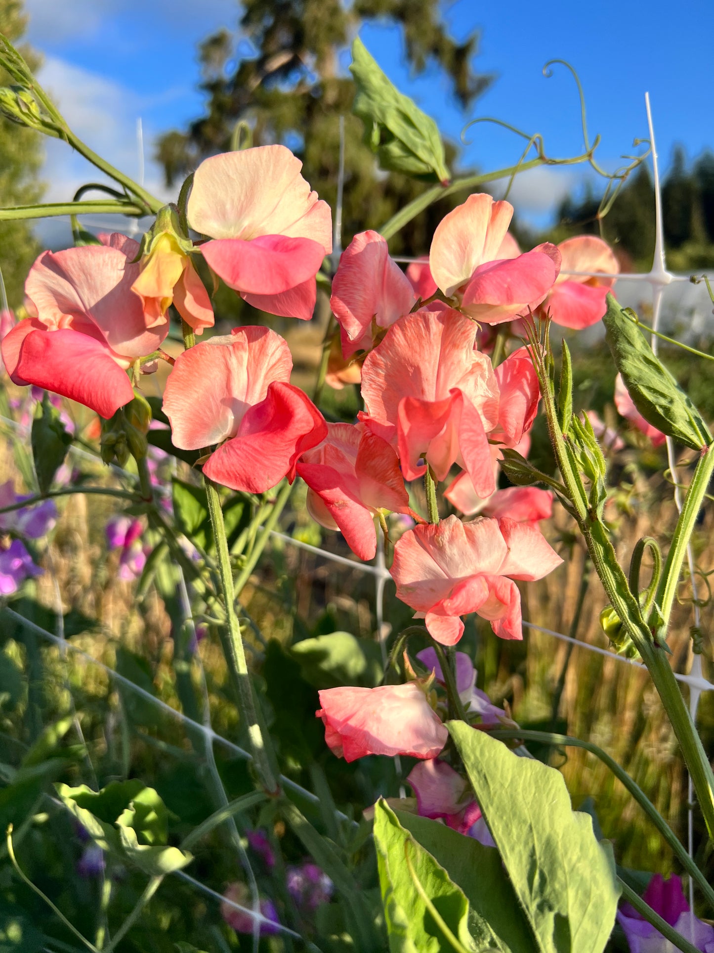 Sweet Pea 'Candy Floss'