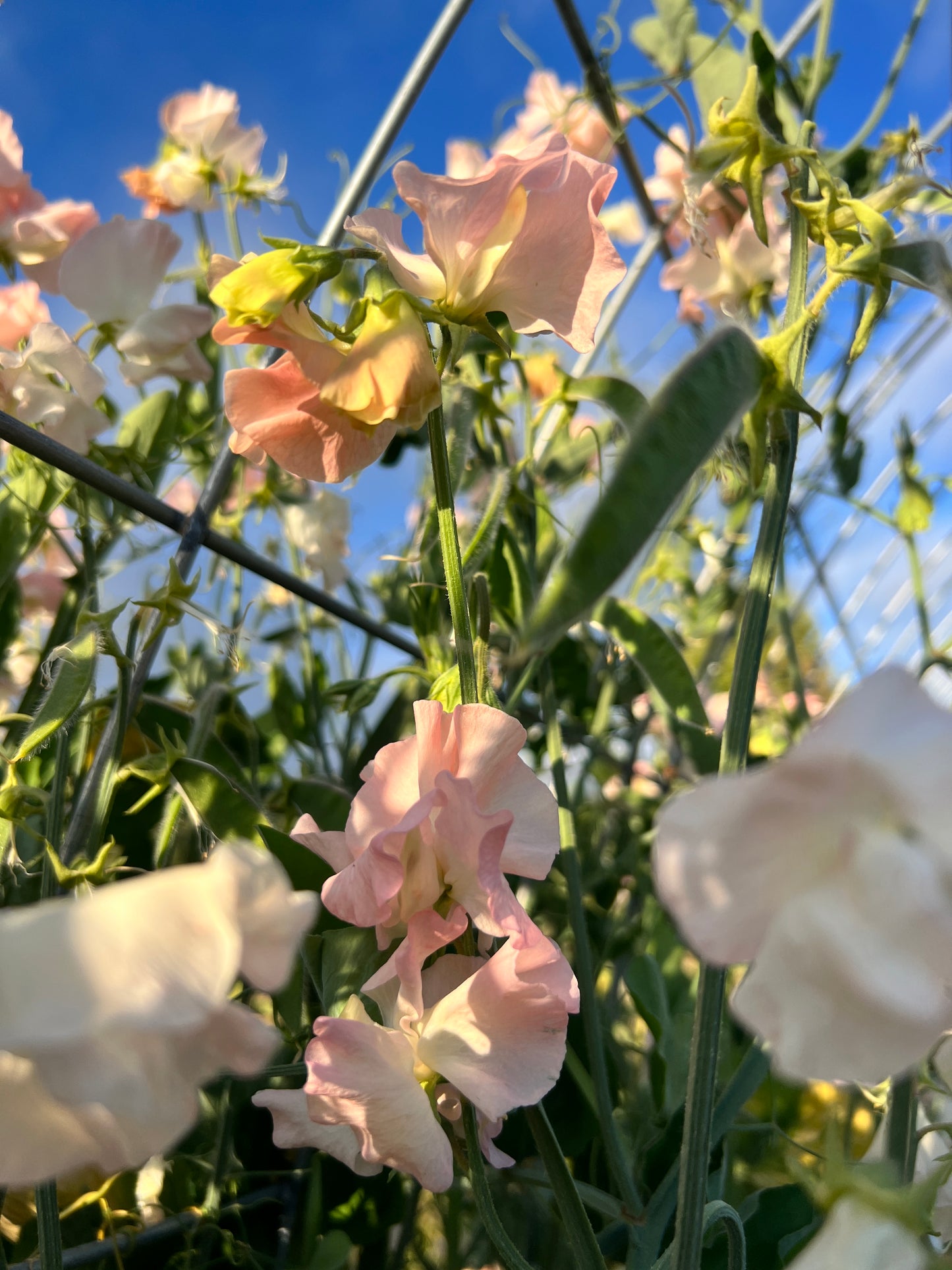 Sweet Pea 'Castle Wellan'